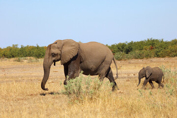 Fototapeta premium Afrikanischer Elefant / African elephant / Loxodonta africana