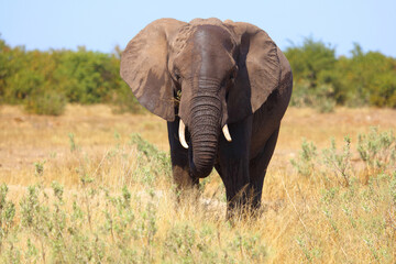 Fototapeta premium Afrikanischer Elefant / African elephant / Loxodonta africana