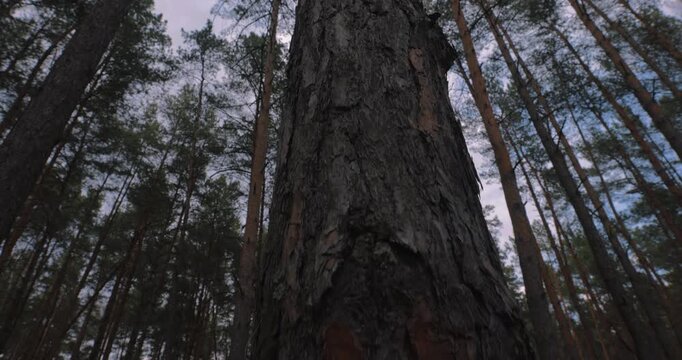 Low angle handheld shot of a massive pine tree trunk in the forest