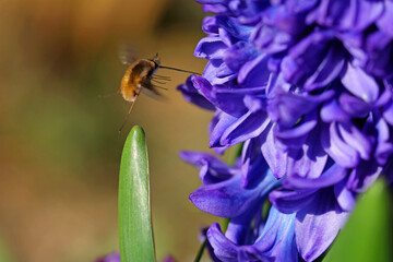 large woolly hoverfly on hyacinths © TwilightArtPictures