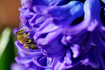 bee on blue hyacinthus © TwilightArtPictures