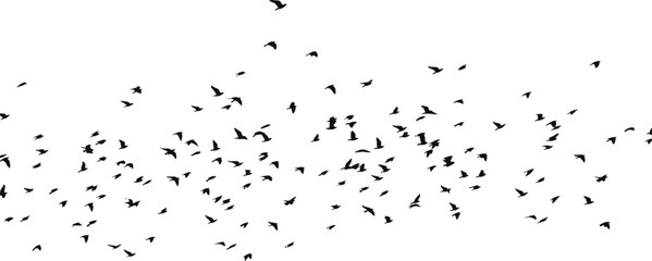 Obraz premium Flock of birds in flight silhouette against a bright sky