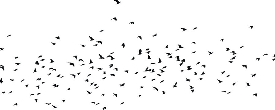 Flock of birds in flight silhouette against a bright sky
