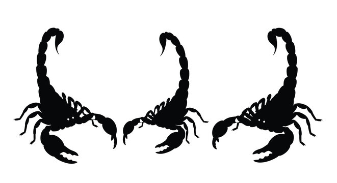Three scorpions displayed in a striking black silhouette