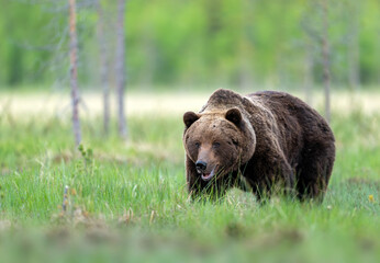 Obraz premium Wild brown bear ( Ursus arctos )