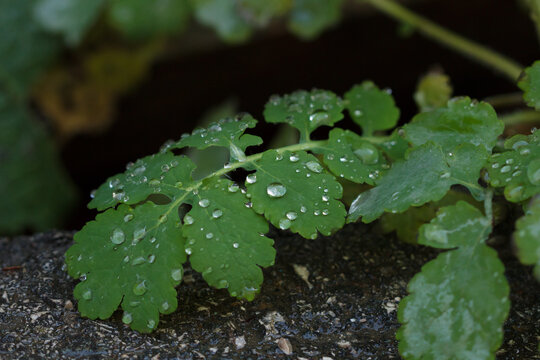 The greater celandine (lat. Chelidonium majus), of the poppy family (Papaveraceae). Samara, Central Russia.