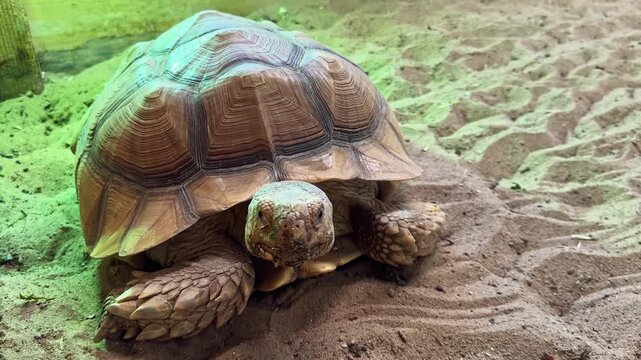 A tortoise moves slowly across a patch of sand in a natural setting. Sunlight filters down, highlighting its shell and surroundings. The tortoise looks around as it explores.