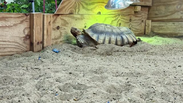 A turtle walks across a sandy surface in its habitat. A heat lamp hangs above, providing warmth. The area is enclosed with wooden walls and has some plants nearby.