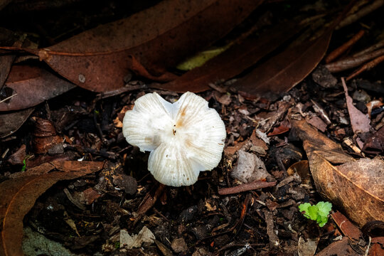 Fragile Dapperling in the Forest