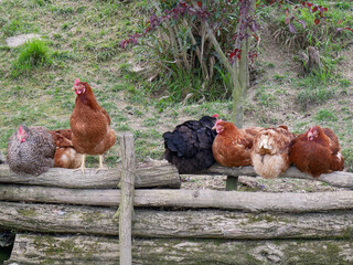 Free Range Chickens and Rooster Sitting on Wooden Fence in Rustic Farm Setting © Olena Netkach