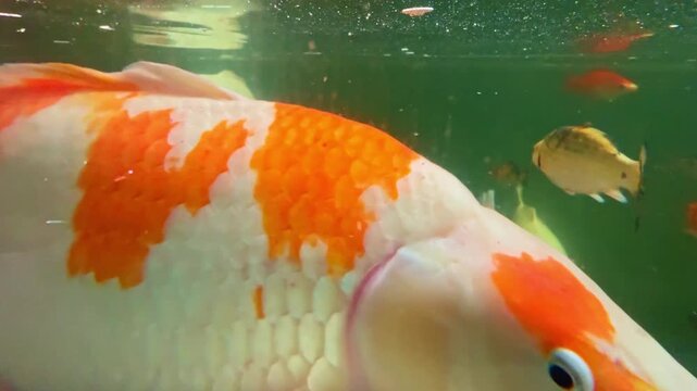 Koi fish swim in a clear pond while sunlight shines through the water, creating a lively scene in a garden. Other fish can be seen swimming nearby.