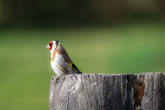 European goldfinch (Carduelis carduelis) perched on a wooden post with soft green background.