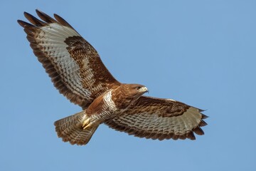 Fototapeta premium Dynamic image of a bird of prey gliding through open sky