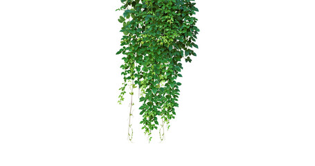 Bush grape or three-leaved wild vine cayratia (Cayratia trifolia) liana ivy plant bush, nature frame jungle border © Design Zone