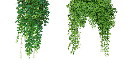 Naklejka premium Bush grape or three-leaved wild vine cayratia (Cayratia trifolia) liana ivy plant bush, nature frame jungle border