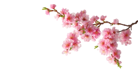 Fotobehang Bloesem Tree branch flower Photo Overlays, Summer spring painted overlays, Photo art, png  © Design Zone