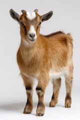 Obraz premium Isolated Toggenburg Goat on a Pure White Studio Background