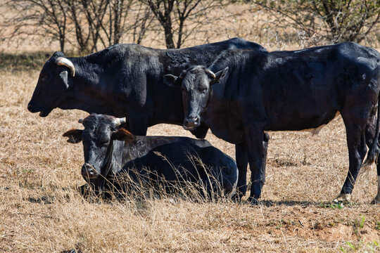 Three Black Sanga-Type Cattle in a Dry Southern African Veld dry yellow grass