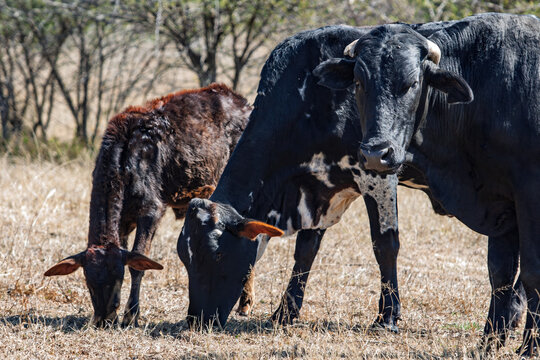 Three Black Sanga-Type Cattle in a Dry Southern African Veld dry yellow grass