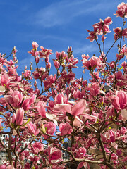Blooming pink magnolia tree against blue sky, spring floral background © Kufotos