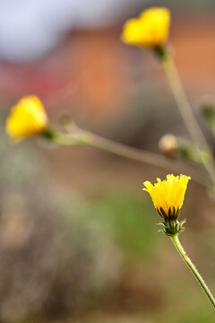 Dewy yellow wildflower macro with bokeh
