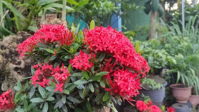 A vibrant cluster of Red Asoka flower (Ixora Chinensis) also known as Jungle Geranium, blooming beautifully in a tropical garden.