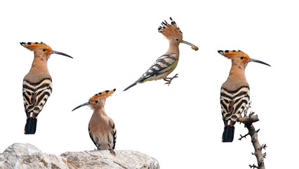 Hoopoes (Upupa epops) in various poses against a white background. © TAMER YILMAZ