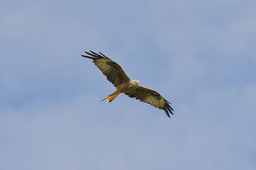 Fototapeta premium The red kite, Milvus milvus, is an elegant glider.