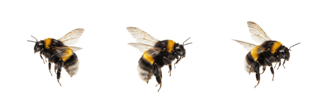 Set of Flying Bumble Bees Isolated on Transparent Background PNG