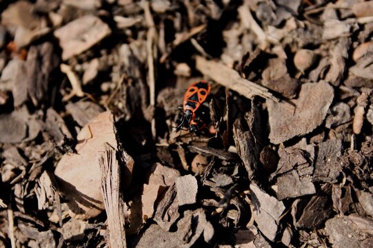 Red and Black Firebug on Natural Wood Background