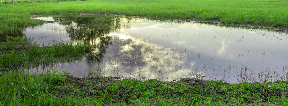 Serene, luminous green grass encircles a tranquil puddle
