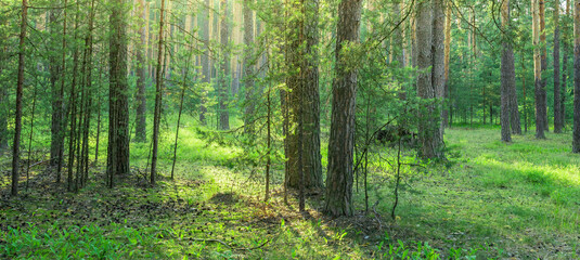 Fototapeta premium Sunlight filters through tall green trees