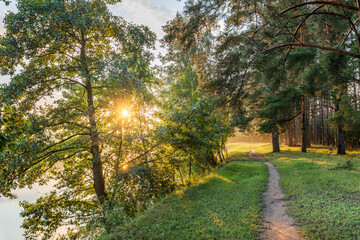 Obraz premium Golden sun breaks through tall green trees