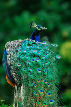  Indian Peafowl, commonly known as a peacock