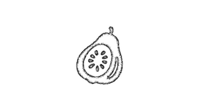 Sketch guava icon animation - smooth progressive reveal