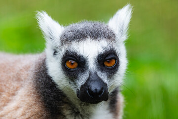 Obraz premium Ring-tailed lemur close up portrait orange eyes detail