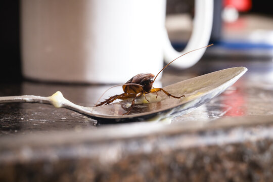 cockroach walking on dirty plate in a kitchen, close up, macro photography. need for pest control, pest control