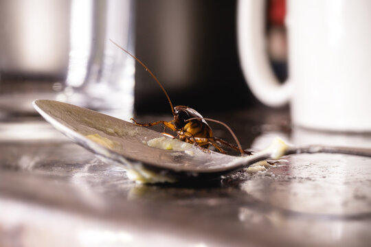 cockroach walking on dirty plate in a kitchen, close up, macro photography. need for pest control, pest control