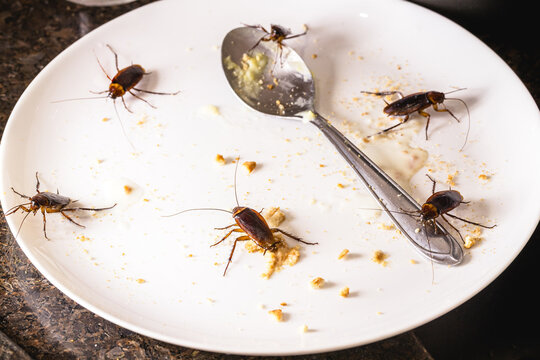 cockroach walking on a metal rain gutter, insect invading a house, need for pest control and pest control