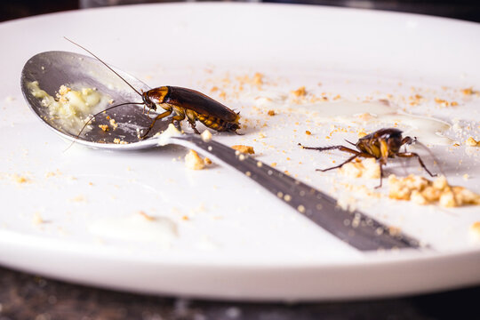 Food Contamination by Cockroaches on Used Dish risk of infection and contagion by harmful insects, need for detection due to health risk