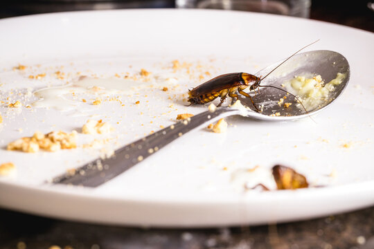 close-up of a cockroach eating leftover food on a dirty plate, Food Contamination by Cockroaches on Used Dish