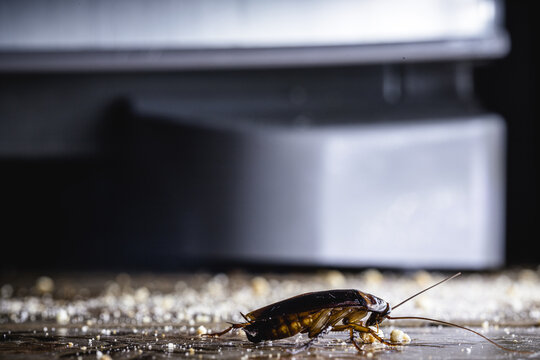 cockroach walking on a metal rain gutter, insect invading a house, need for pest control and pest control