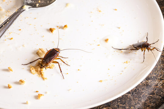 close-up of a cockroach eating leftover food on a dirty plate, risk of infection and contagion by harmful insects, need for detection due to health risk