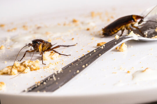 close-up of a cockroach eating leftover food on a dirty plate, Food Contamination by Cockroaches on Used Dish