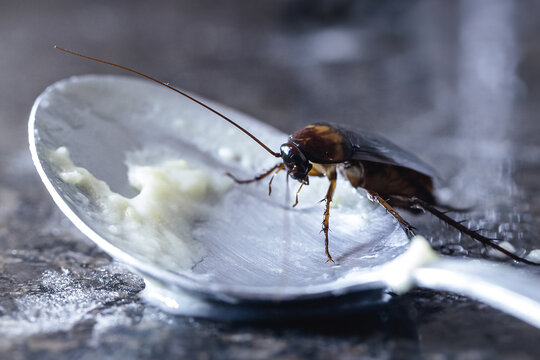 close-up of a cockroach eating from a dirty spoon on the kitchen sink, risk of infection and contagion by harmful insects, need for detection for health reasons