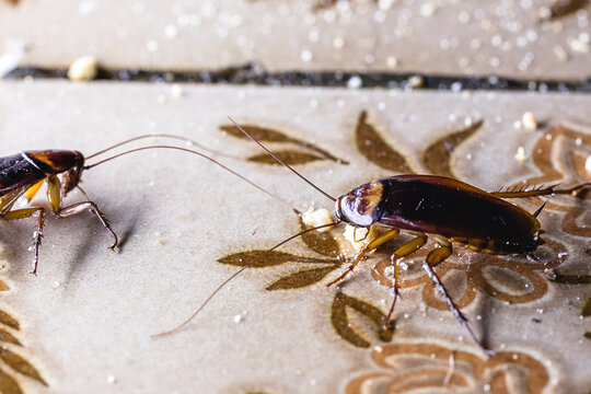 Group of Cockroaches Feeding on Kitchen Floor in Dark Interior