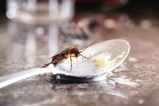 close-up of a cockroach eating from a dirty spoon on the kitchen sink, risk of infection and contagion by harmful insects, need for detection for health reasons
