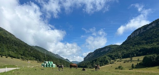 Obraz premium Horses Grazing in Mountain Valley Scenic Nature Landscape