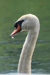 Fototapeta premium Close-up portrait of a graceful Mute Swan against a soft green water background. 