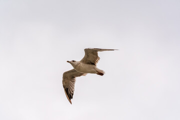 Obraz premium Sea gull in the clear blue sky.
